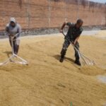 Peduli Petani Babinsa Balearjosari Bantu Jemur Padi
