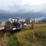 Babinsa Bakalankrajan Dampingi Panen Padi Wujudkan Kedaulatan Pangan