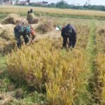 Babinsa Tunggulwulung Dampingi Petani di Wilayah Binaan