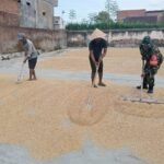 Ujung Tombak Ketahanan Pangan Babinsa Kedungkandang Bantu Warga Jemur Padi