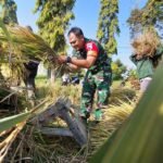 Babinsa Koramil 0833/05 Lowokwaru Dampingi Petani Panen Padi di Ketawanggede