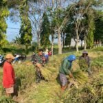Babinsa Lowokwaru Sukses Tingkatkan Semangat Petani dalam Panen Padi