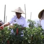 Petani Muda Berjaya, Harapan Baru Pertanian dari Kota Batu