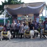86 Peternak Adu Gagah Kambing-Domba di Kota Batu