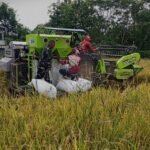 Dukung Percepatan Panen dan Ketahanan Pangan Babinsa Bantu Panen Padi di Bandungrejosari