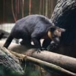 Kanguru Pohon Papua Kini Bisa Disaksikan di Kota Batu