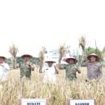 Presiden Umumkan Swasembada Pangan, Ada Panen Perdana Padi Unggul di Turen