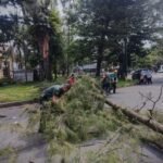 Babinsa Oro-oro Dowo Sigap Bantu Evakuasi Pohon Tumbang Demi Keamanan Pengguna Jalan