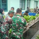 Kodim 0833 Panen Sawi dalam Polibag Wujud Nyata Contoh Kemandirian Ketahanan Pangan