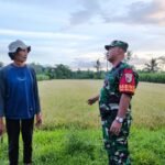 Babinsa Buring Komsos Bersama Petani Wujud Kemanunggalan TNI dan Rakyat