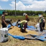BULOG Malang Gerak Cepat Serap Gabah di Awal Tahun