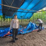 Polisi Kembali Bongkar Arena Sabung Ayam di Kalipare