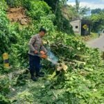 Pohon Tumbang di Pakisaji, Warga Lapor ke 110, Polisi Evakuasi