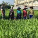 Wujud Dukungan Ketahanan Pangan, Babinsa Lowokwaru Bantu Petani Bersihkan Gulma