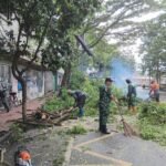 Babinsa Klojen Bersama DLH Kota Malang Tertibkan Pohon Trembesi Rawan Tumbang
