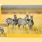 Pemanfaatan AI Desain dan Video Stabilizer untuk Meningkatkan Kualitas Konten Digital