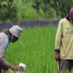 Luas Lahan Bertambah, Produksi Beras Kora Batu Justru Turun