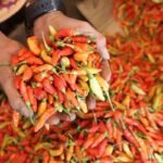 Harga Cabai Rawit Selangit