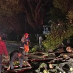 Cuaca Ekstrem Picu Pohon Trembesi 15 Meter Tumbang di Jalan Pattimura