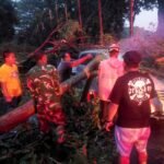 Aksi Cepat Babinsa Blimbing dan Warga Evakuasi Pohon Tumbang