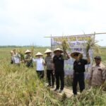 Petani Hayati di Pagelaran, Panen Padi Bebas Pupuk Kimia