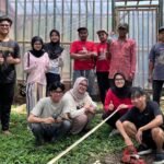 Dosen-Mahasiswa UB Cetuskan Pupuk Kanara: Limbah Kambing Banyuwangi Jadi Pupuk Organik