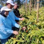 Sinergi Babinsa Kedungkandang dan Kadispantan Tinjau Hasil Panen Cabai di Buring