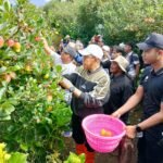 Apel Batu Didorong Masuk Menu MBG Sekolah