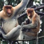 Bekantan ke-8 Lahir di Batu Secret Zoo, Bukti Sukses Program Konservasi