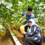 Sihir Plastik UV di Sumberoto: Panen Garam Rasa Industri dan Melon yang Membidik Singapura