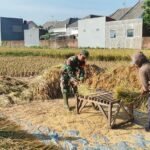 Wujud Dukungan Ketahanan Pangan, Babinsa Kedungkandang Dampingi Panen Padi