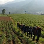 Gunung Arjuno-Welirang Kembali Dibuka, Jalur Sumberbrantas Batu Mulai Diserbu Pendaki
