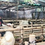 Sepi di Sultan Agung: Strategi Rem Stok Pedagang Kambing Kurban Kota Batu