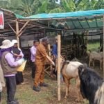 Sidak Lari Pagi Heli Suyanto: Berburu Kartu Sehat Hewan Kurban di Kota Batu