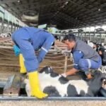 Selaraskan Kurikulum dengan DUDI: Mahasiswa UMM Magang di Greenfields Indonesia