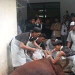Presiden Prabowo Kirim Sapi Raksasa ke Bumiaji
