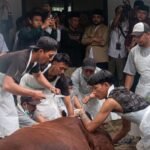 Bukan Jagal Amatir: Batu Terjunkan Juleha Berlisensi