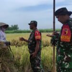 Babinsa Koramil Kedungkandang Gelar Komsos Dialogis Bersama Petani, Serap Aspirasi Warga