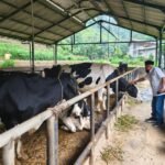 Harga Susu Sapi Segar di Kota Batu Naik Rp8.000 Per Liter, Peternak Dusun Brau Mulai Tersenyum