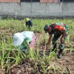 Babinsa Arjowinangun Dampingi Petani Pemupukan Jagung, Wujud Kemanunggalan TNI dan Rakyat