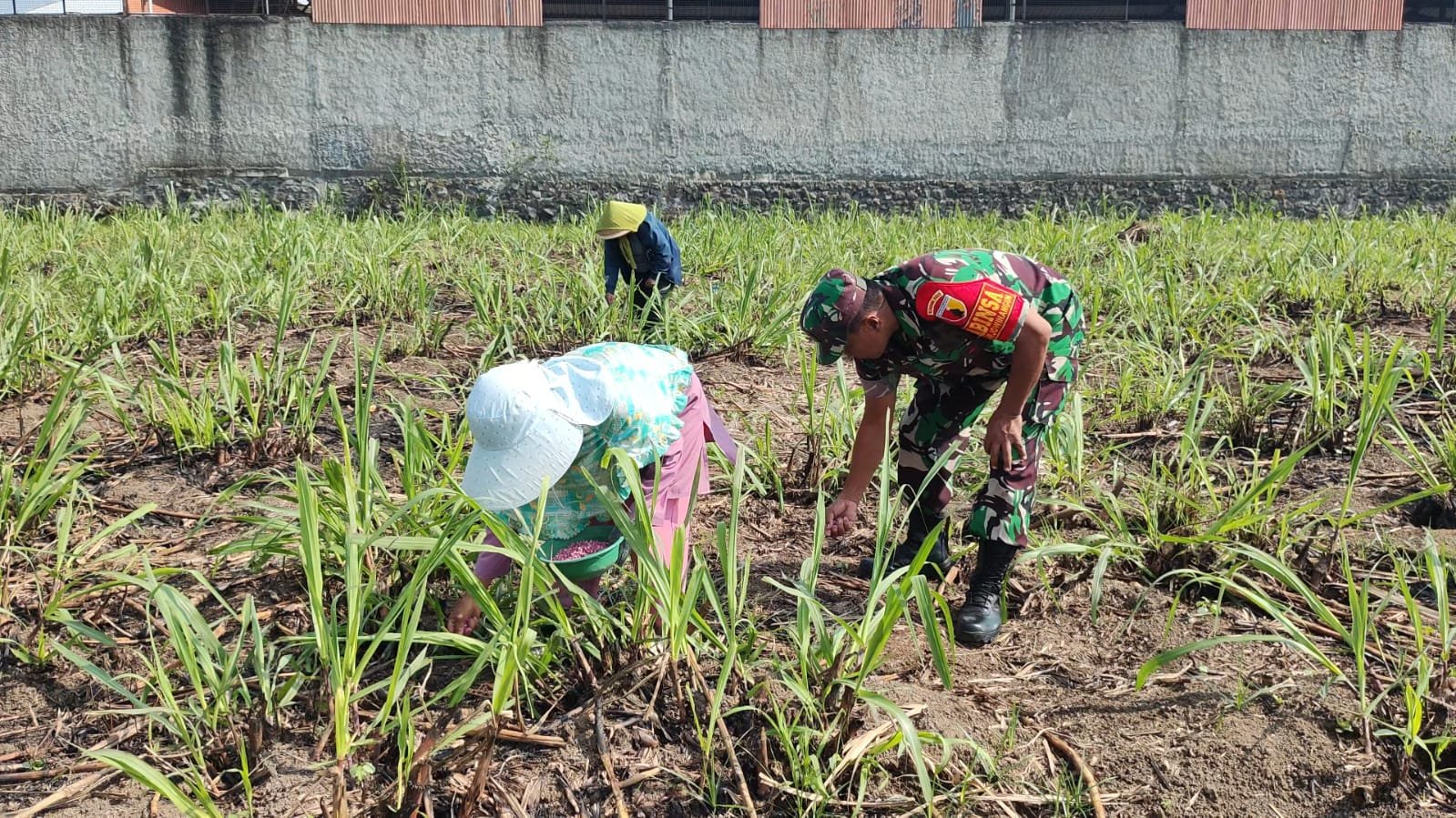 malang-post.com - Babinsa Arjowinangun Dampingi Petani Pemupukan Jagung, Wujud Kemanunggalan TNI dan Rakyat