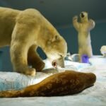 Zona Winter Museum Satwa JTP 2, Mengintip Kehidupan Satwa Kutub Tanpa Harus ke Arktik