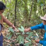 Pala Jawa Ada di Pantai Selatan Jatim: Tim UM Temukan 123 Sinyal Metabolit