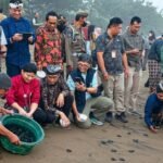 Perkuat Konservasi Pesisir, UB dan Pemkab Trenggalek Lepas 1.300 Tukik di Pantai Taman Kili-Kili