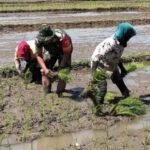Dekat dengan Petani Kawal Musim Tanam