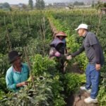 Takut Gosong, Anak Muda Enggan Bertani: Nurochman Siapkan Smart Farming di Batu