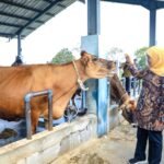 Produktivitas Tinggi, Khofifah Dorong Sapi Perah UPT Batu Terus Dikembangkan