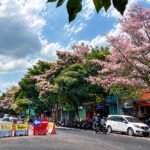 Tabebuya Bermekaran, Kota Batu Sedang Cantik-Cantiknya