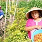 Cabai Rawit Tembus Rp60 Ribu, Stok Petani Batu Mulai Menipis