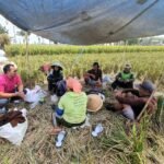 Rekor Tertinggi Sepanjang Sejarah: Perum BULOG Tembus Penyerapan Beras 4,11 Juta Ton